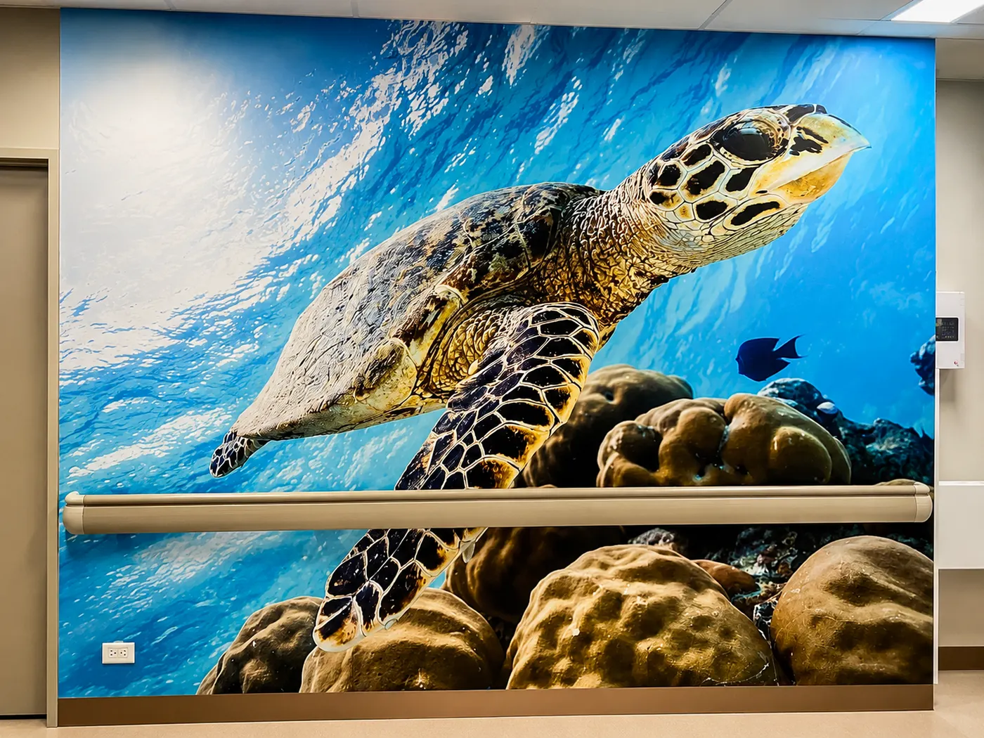 Sea turtle reef mural printed and installed by Big Colour